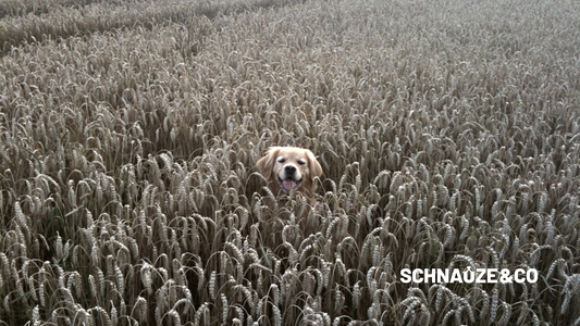 Getreidefreies Futter für deinen Hund